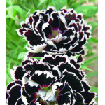 Семена Гвоздика Черное и белое Семена Гвоздика Черное и белое