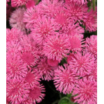Семена Агератум Розовый слон Семена Агератум Розовый слон