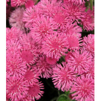 Семена Агератум Розовый слон
