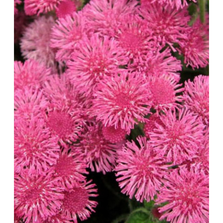 Семена Агератум Розовый слон Семена Агератум Розовый слон