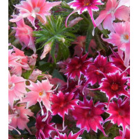 Семена Флокс Петтикоат смесь F1