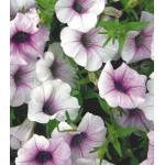 Семена Минитуния F1 Роуз Вэйн Семена Минитуния F1 Роуз Вэйн