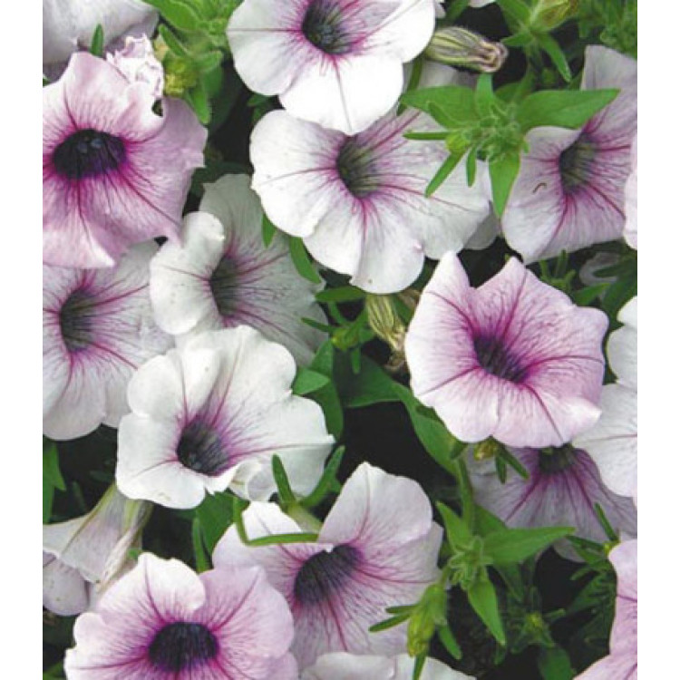 Семена Минитуния F1 Роуз Вэйн Семена Минитуния F1 Роуз Вэйн