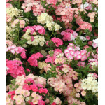 Семена Флокс Бьюти Семена Флокс Бьюти