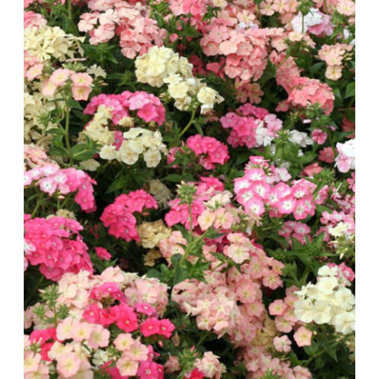 Семена Флокс Бьюти Семена Флокс Бьюти