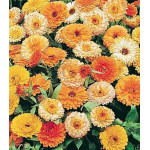 Семена Календула низкорослая Пигми смесь окрасок