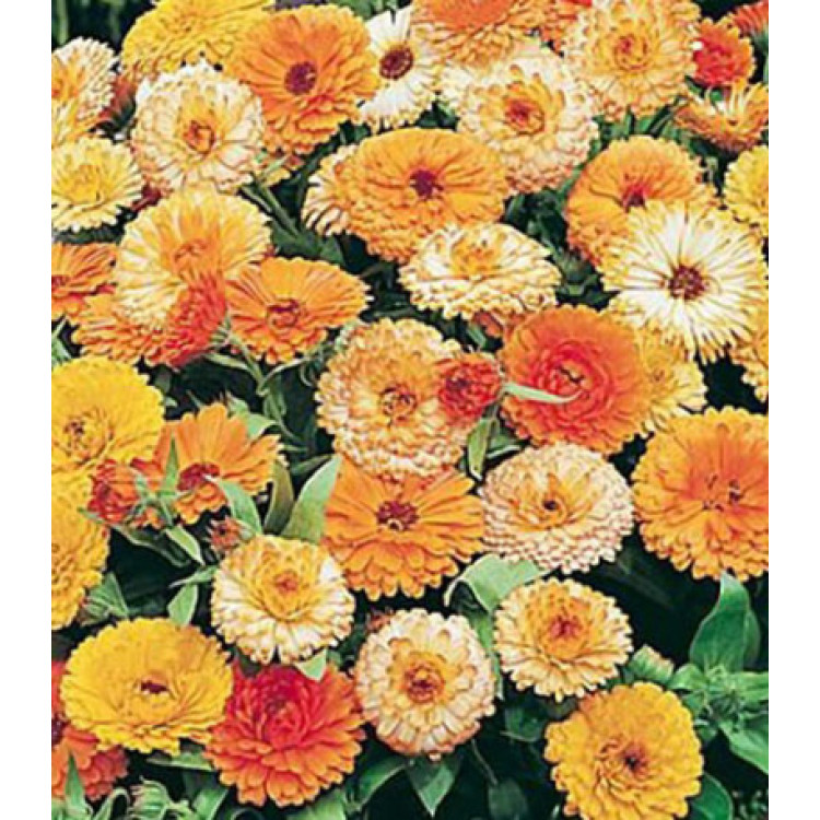 Семена Календула низкорослая Пигми смесь окрасок