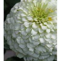 Семена Цинния Русский Размер белая