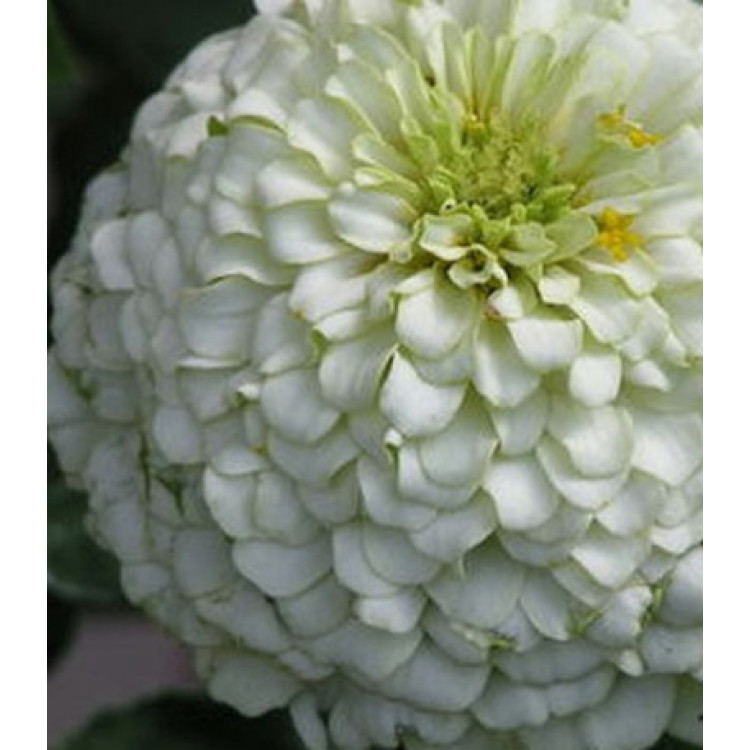 Семена Цинния Русский Размер белая Семена Цинния Русский Размер белая