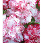 Семена Гвоздика Шабо Пикоти Семена Гвоздика Шабо Пикоти