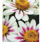 Семена Цинния F1 Захара роуз старлайт Семена Цинния F1 Захара роуз старлайт