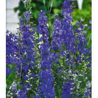 Семена Дельфиниум Лазурные просторы