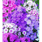 Семена Флокс Новые гибриды Семена Флокс Новые гибриды