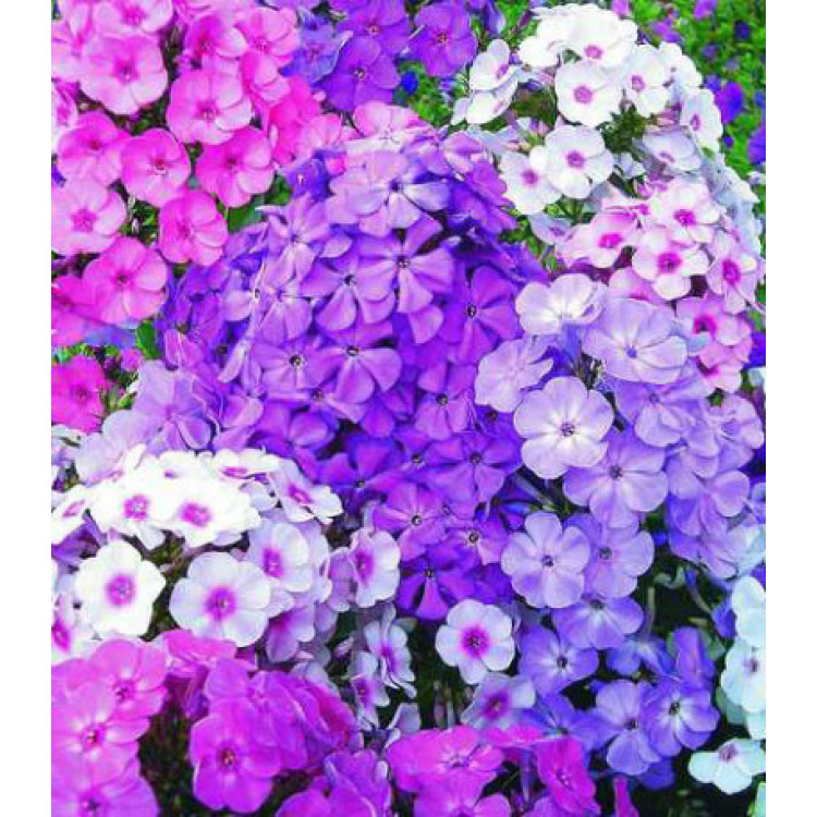 Семена Флокс Новые гибриды Семена Флокс Новые гибриды