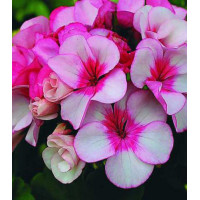 Семена Пеларгония F1 Звезда подмосковья