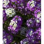 Семена Алиссум Ночка морской Семена Алиссум Ночка морской