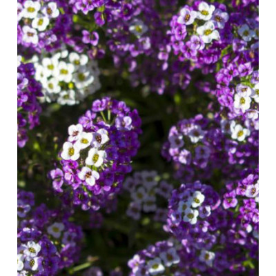 Семена Алиссум Ночка морской