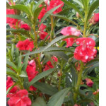 Семена Бальзамин Том Самб двуцветный Семена Бальзамин Том Самб двуцветный