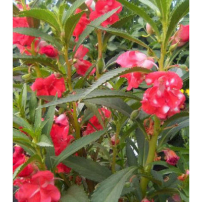 Семена Бальзамин Том Самб двуцветный