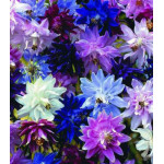 Семена Аквилегия Нора Барлоу Семена Аквилегия Нора Барлоу