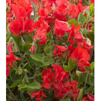 Семена Горошек душистый Вилла Рома скарлет