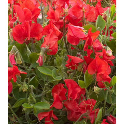 Семена Горошек душистый Вилла Рома скарлет