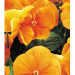 Семена Виола F2 Падпараджа Семена Виола F2 Падпараджа