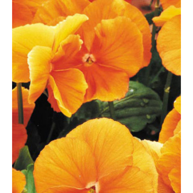 Семена Виола F2 Падпараджа Семена Виола F2 Падпараджа