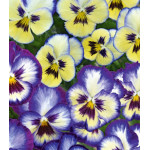 Семена Виола ампельная Русский Размер Семена Виола ампельная Русский Размер