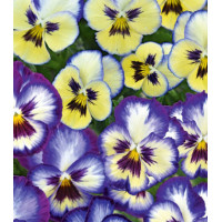 Семена Виола ампельная Русский Размер