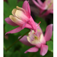 Семена Аквилегия Камео розовая с белым