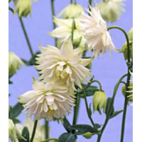 Семена Аквилегия Барлоу белая