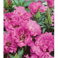 Семена Годеция крупноцветковая Катлея