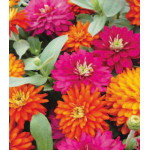 Семена Цинния F1 Дабл Сахара Семена Цинния F1 Дабл Сахара