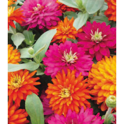 Семена Цинния F1 Дабл Сахара