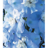 Семена Дельфиниум F1 Утренняя Звезда лавандовая