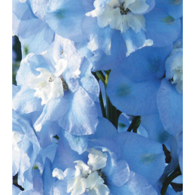 Семена Дельфиниум F1 Утренняя Звезда лавандовая