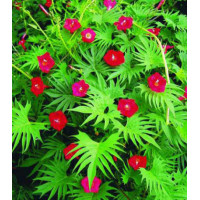 Семена Ипомея Рубиновые огни