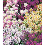 Семена Алиссум Магические цвета смесь окрасок Семена Алиссум Магические цвета смесь окрасок