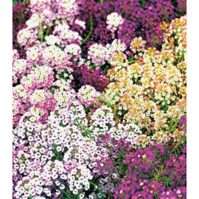Семена Алиссум Магические цвета смесь окрасок