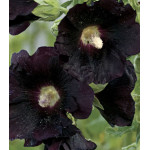 Семена Шток-роза Шоколад Семена Шток-роза Шоколад