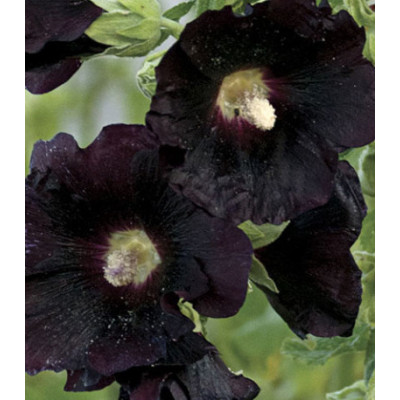 Семена Шток-роза Шоколад