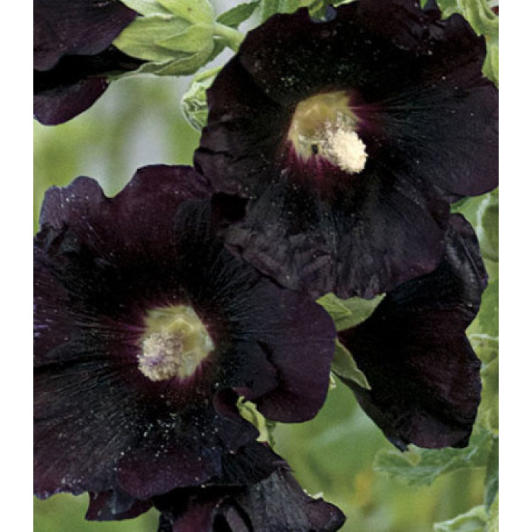 Семена Шток-роза Шоколад Семена Шток-роза Шоколад