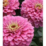 Семена Цинния F1 Компакт роуз Семена Цинния F1 Компакт роуз