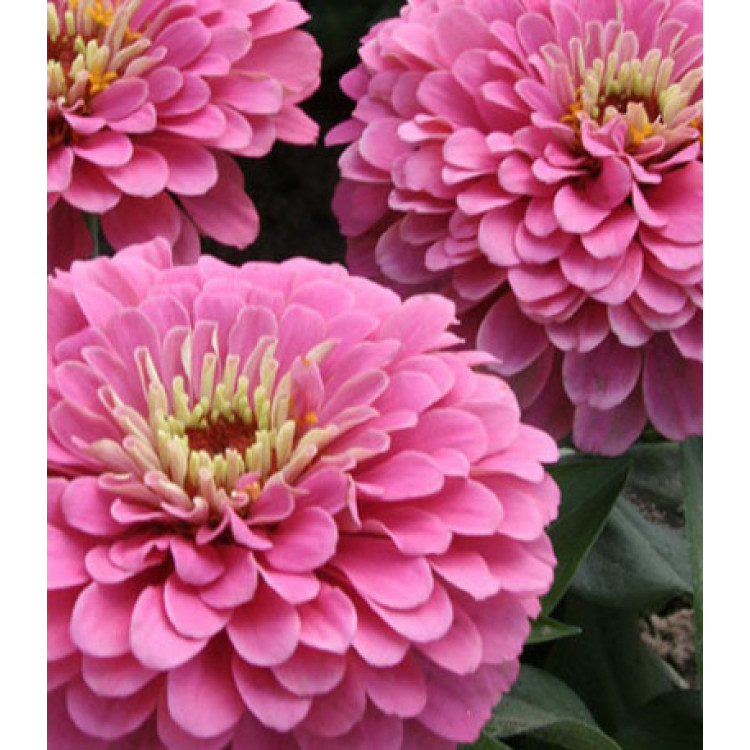 Семена Цинния F1 Компакт роуз Семена Цинния F1 Компакт роуз