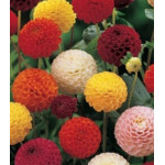 Семена Георгина Яркие помпоны Семена Георгина Яркие помпоны