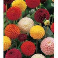 Семена Георгина Яркие помпоны