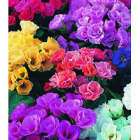 Семена Примула F1 Рози