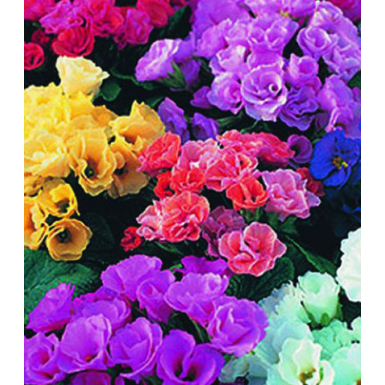 Семена Примула F1 Рози Семена Примула F1 Рози