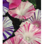 Семена Ипомея Карнавал Венеции Семена Ипомея Карнавал Венеции